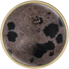 Dalmation Jasper Natural Stone Diamond Head Upholstery Tack